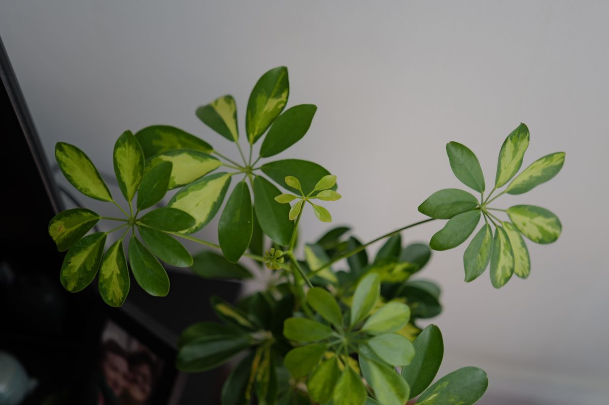 A photo of a plant taken on a Leica Q3 43 camera