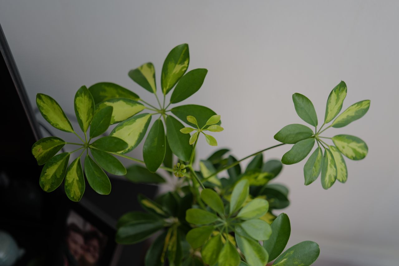 A photo of a plant taken on a Leica Q3 43 camera