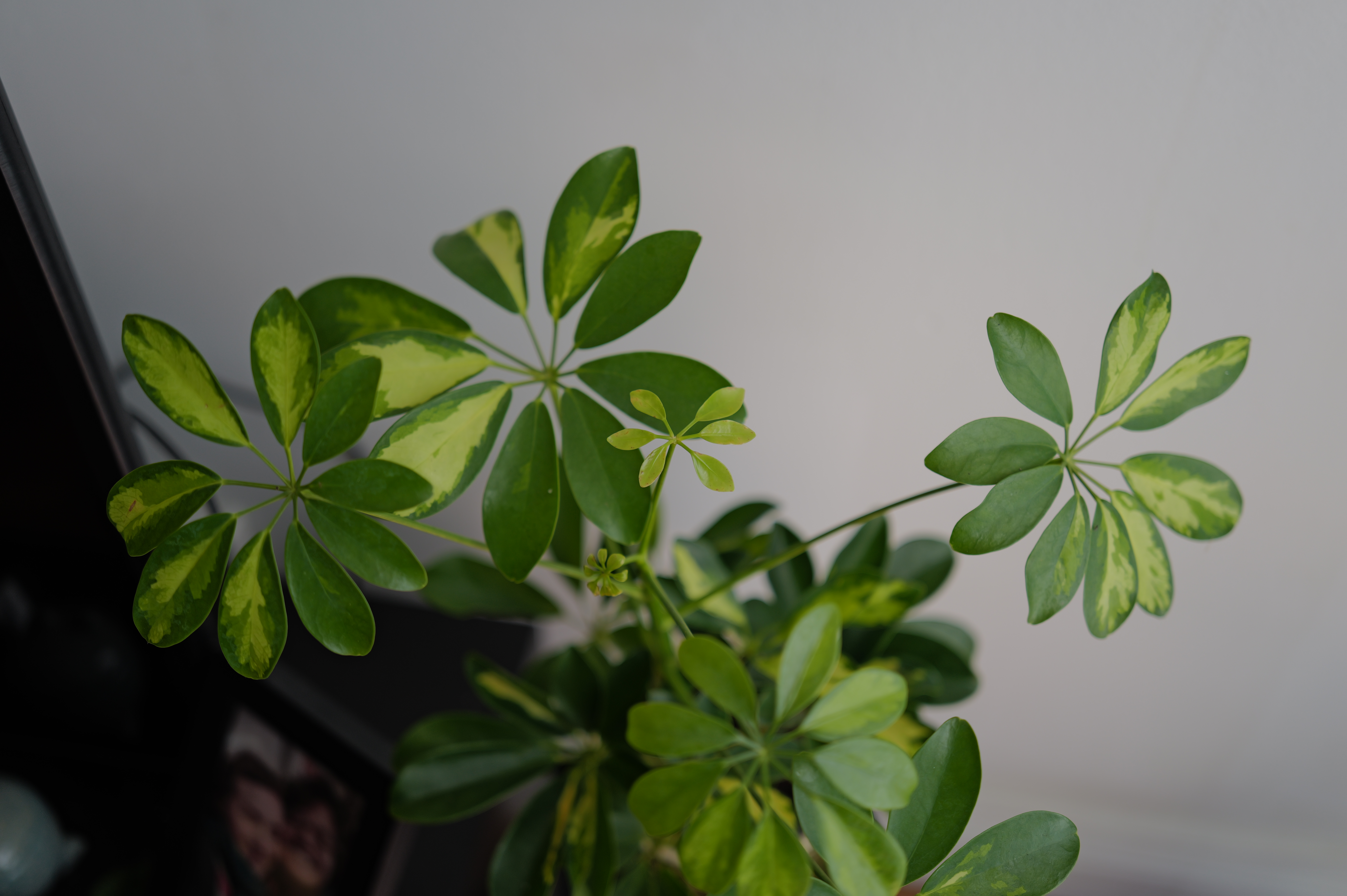 A photo of a plant taken on a Leica Q3 43 camera