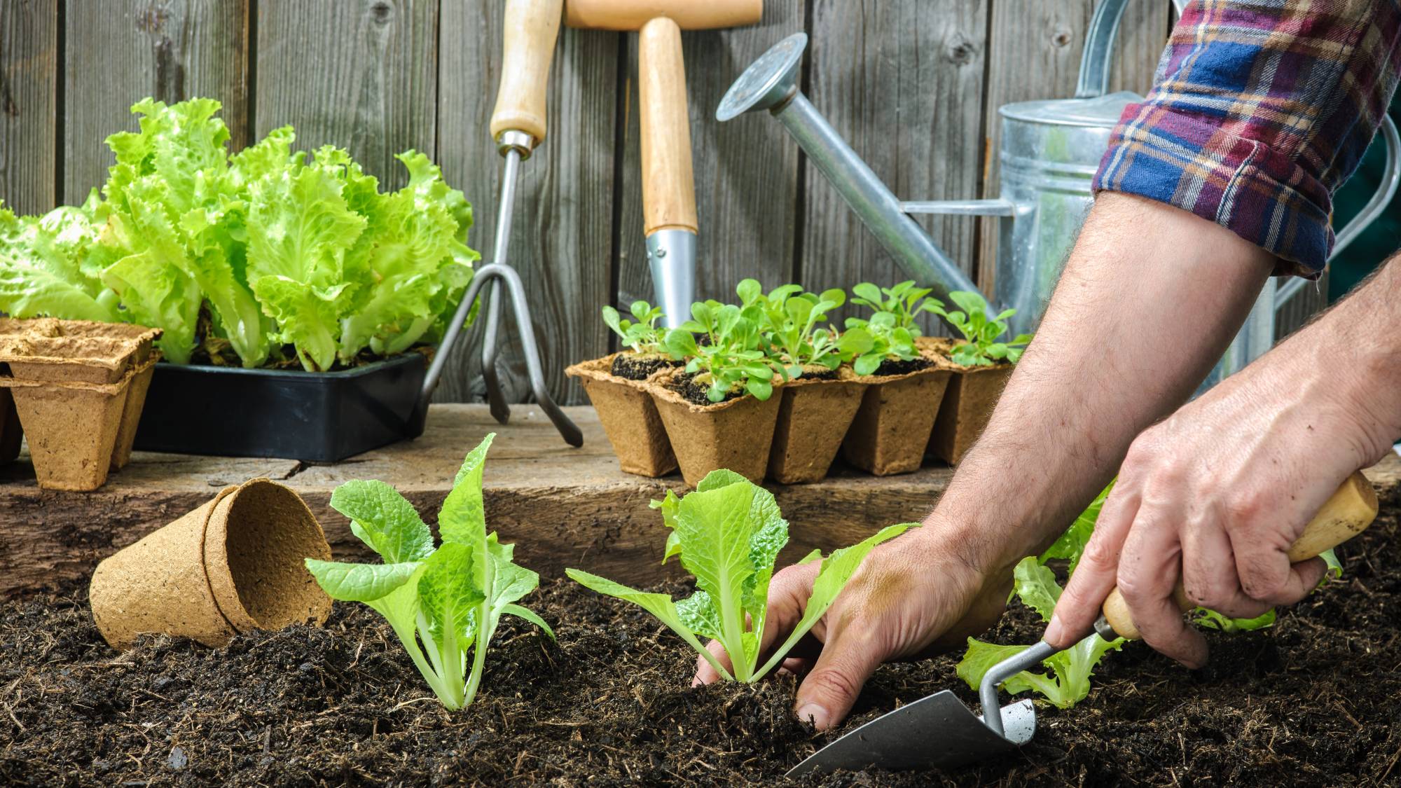 Gardener transplants seedlings