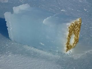 Algae growing on the underside of sea ice play an important role in the Antarctic food chain. 
