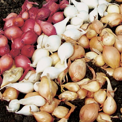 Red, White and Yellow Onion Collection Bulbs