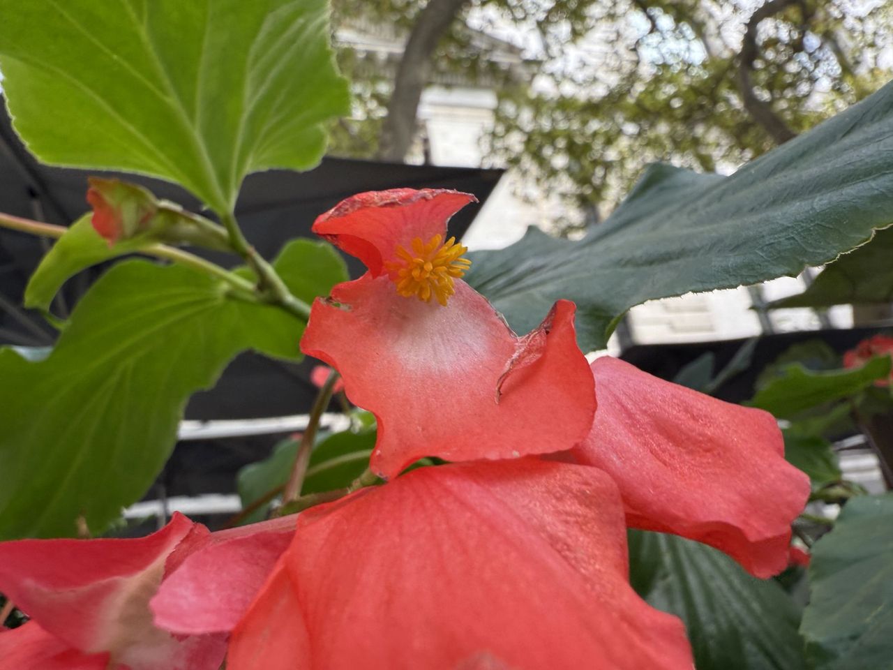 Apple iPhone 16 Pro Max Macro Sample.