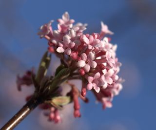 Viburnum x bodnantense ‘Dawn’