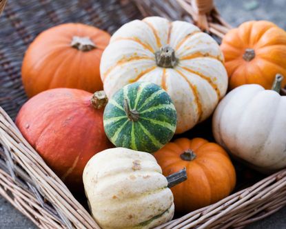 Basket of assorted pumpkins and squashes