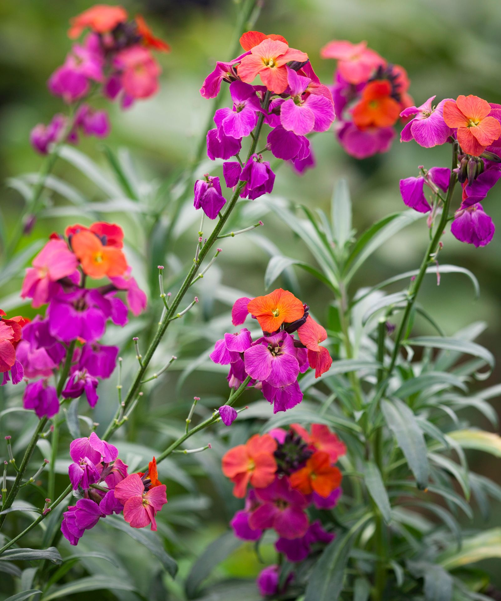 What to plant in June: the veg, salads and flowers to grow | Homes ...