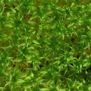 Scientists used this modern moss, Physcomitrella patens, to better understand how simple plants like it might have contributed to a major climate change that caused the Ordovician extinction about 450 million years ago.