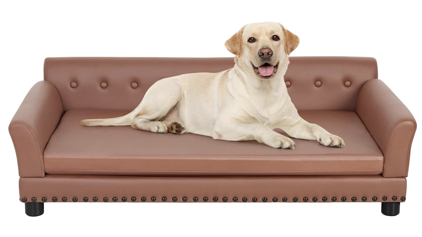 Labrador on sofa