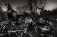 Three wet beavers gather at the edge of a shallow wetland at night, two of them touching noses, surrounded by gnawed stumps and branches, with streetlights and buildings glowing behind them.