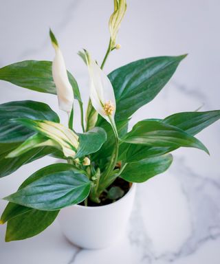 peace lily plant on a marble worktop