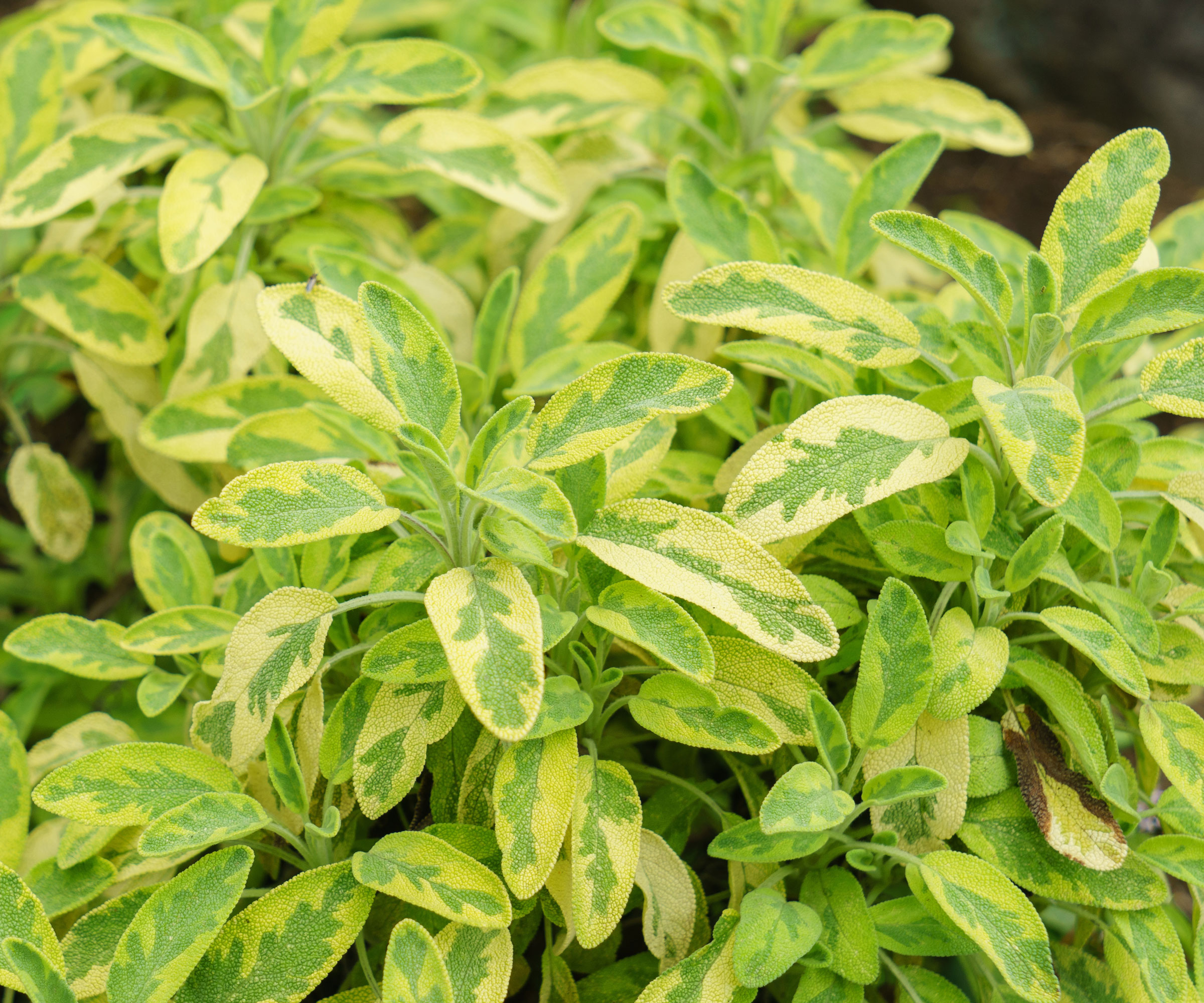 golden variegated sage plants growing in back garden