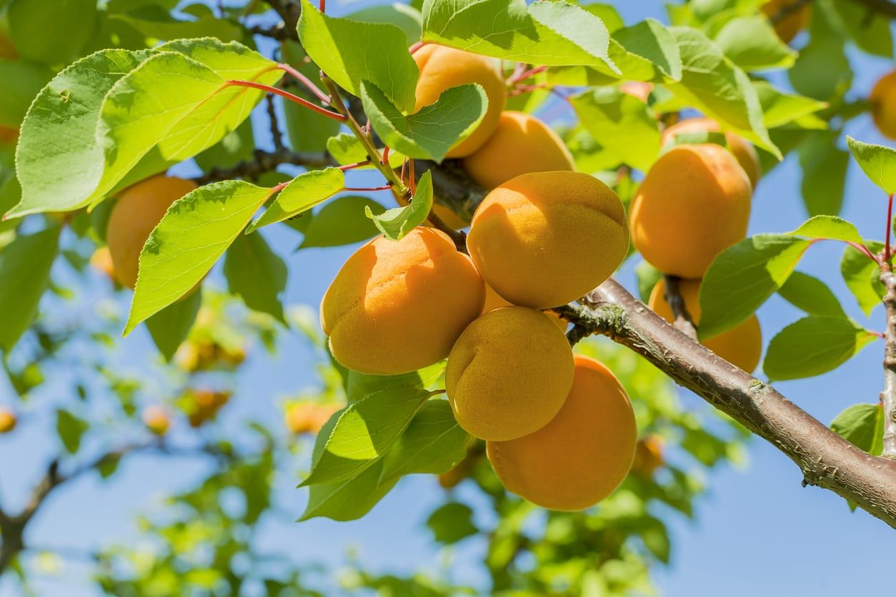 Apricots Growing on Tree