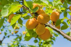 Apricots Growing on Tree