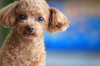 toy poodle