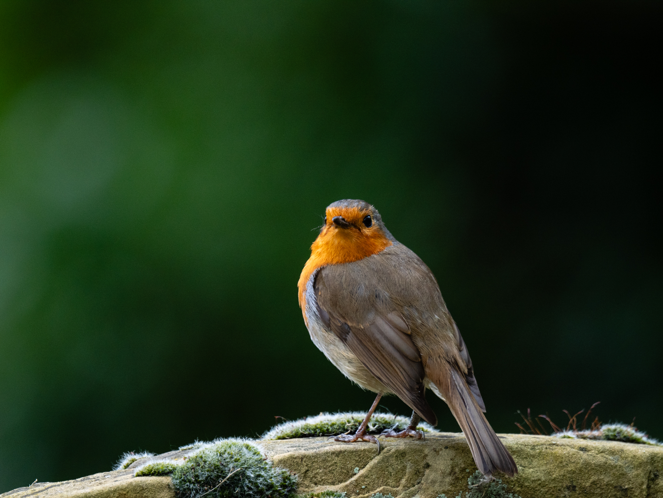 Photo of a robin taken with the OM System M.Zuiko Digital 150-600mm F5.0-6.3 IS