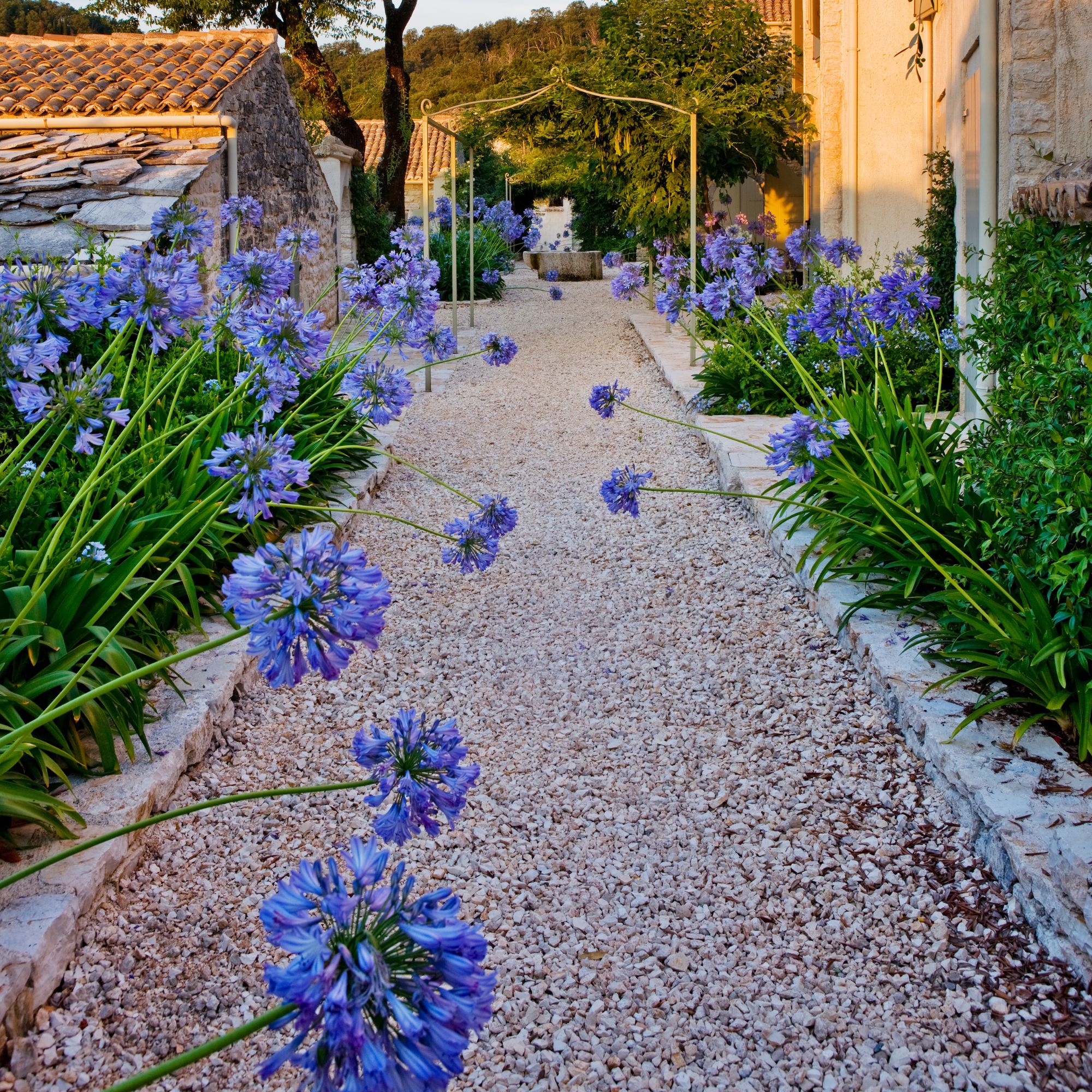 Mediterranean style garden