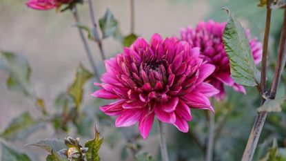 how to grow chrysanthemums