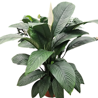 XXL Spathiphyllum Sensation Peace Lily 