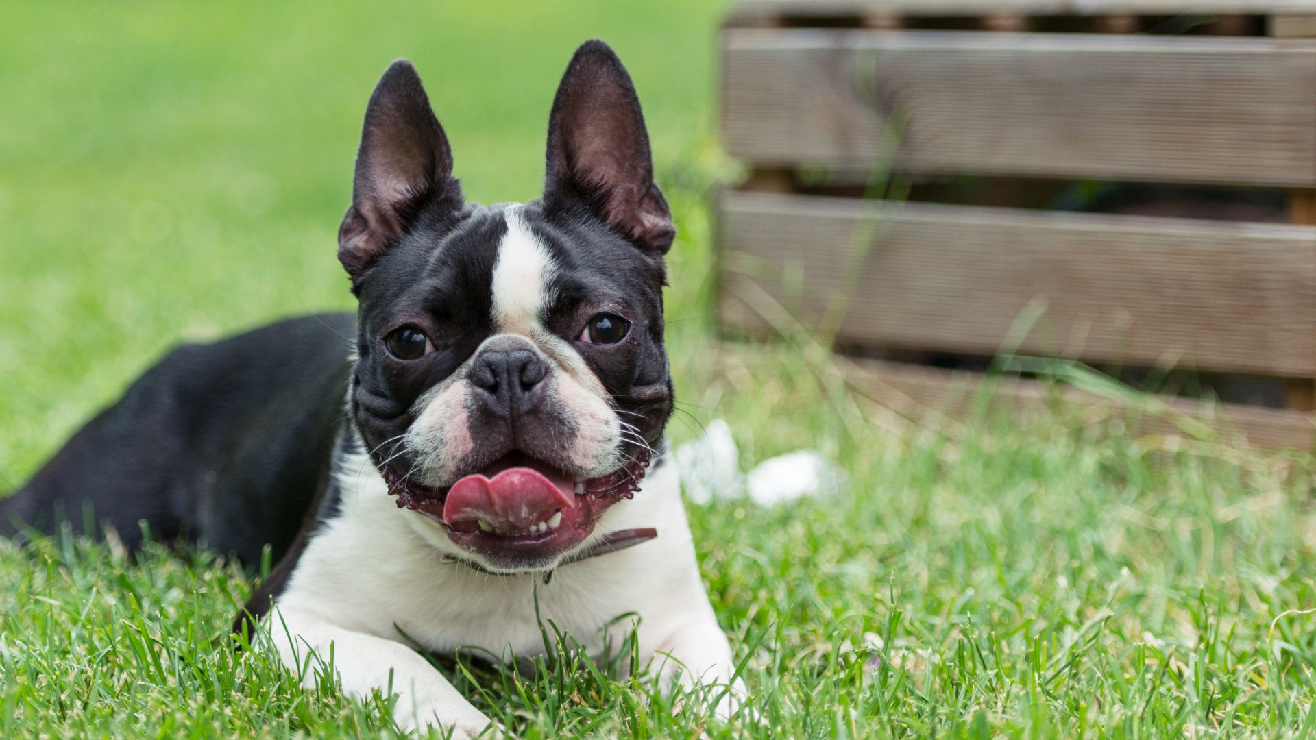 Boston Terrier, black and white, lying on a lawn