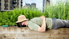 A gardener is laying down on a raised planter on a rooftop terrace with hat over his face
