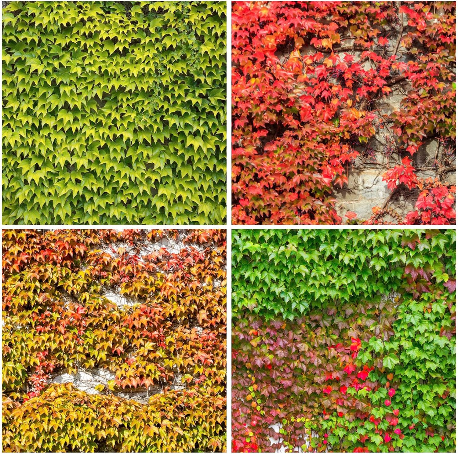 160+ Mix Ivy Vine Liana Seeds for Planting-Non-Gmo Heirloom Plant Seeds Garden Outdoor