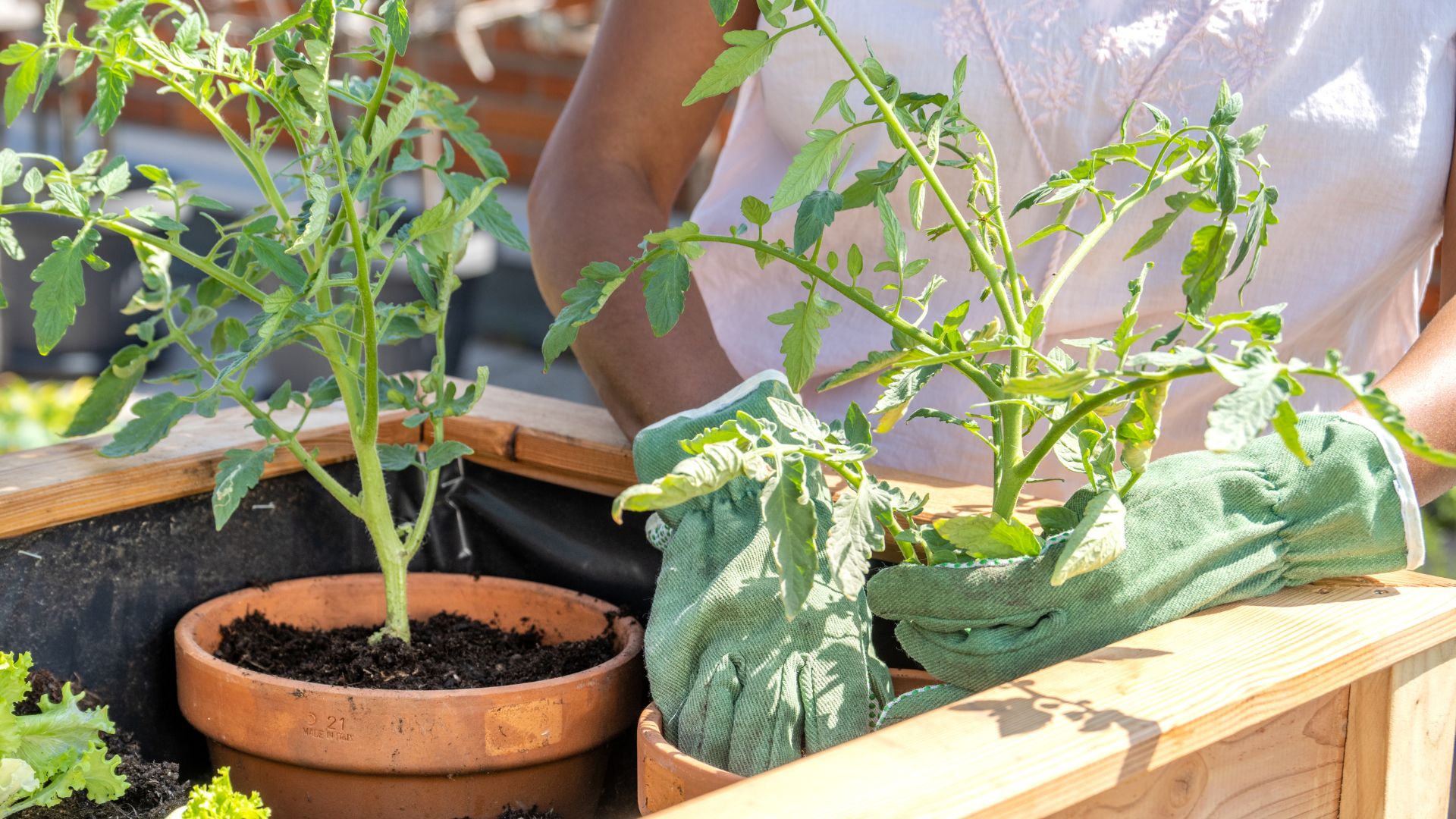 picture of woman planting out tomato plants into larger pots