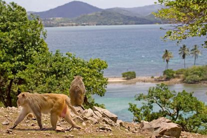 A rhesus macaque monkey walks on Cayo Santiago, also called Monkey Island, off the eastern coast of Puerto Rico, Tuesday, July 29, 2008. 