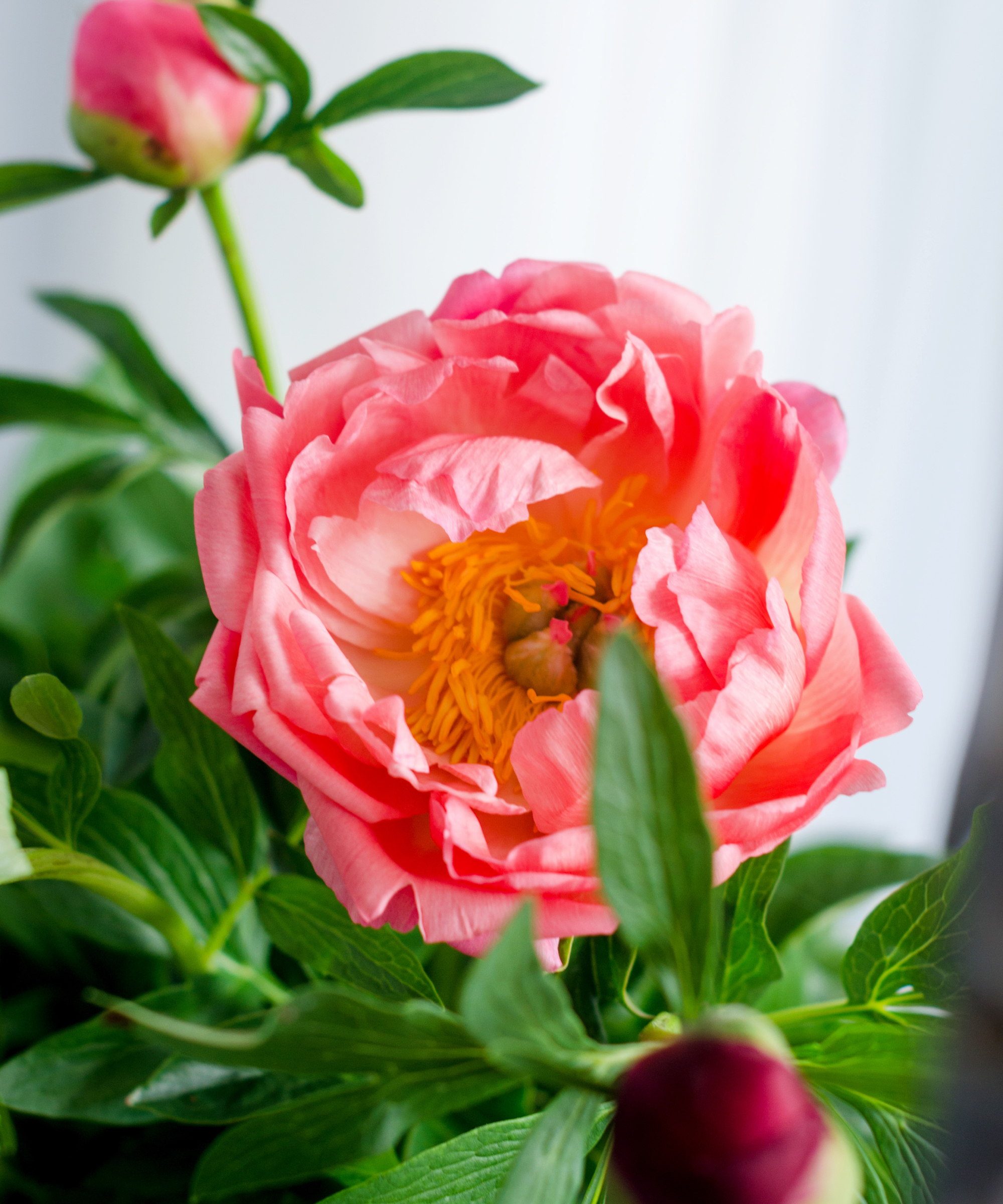 Coral sunset peony in bloom