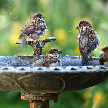 Sparrows enjoying a bird bath.