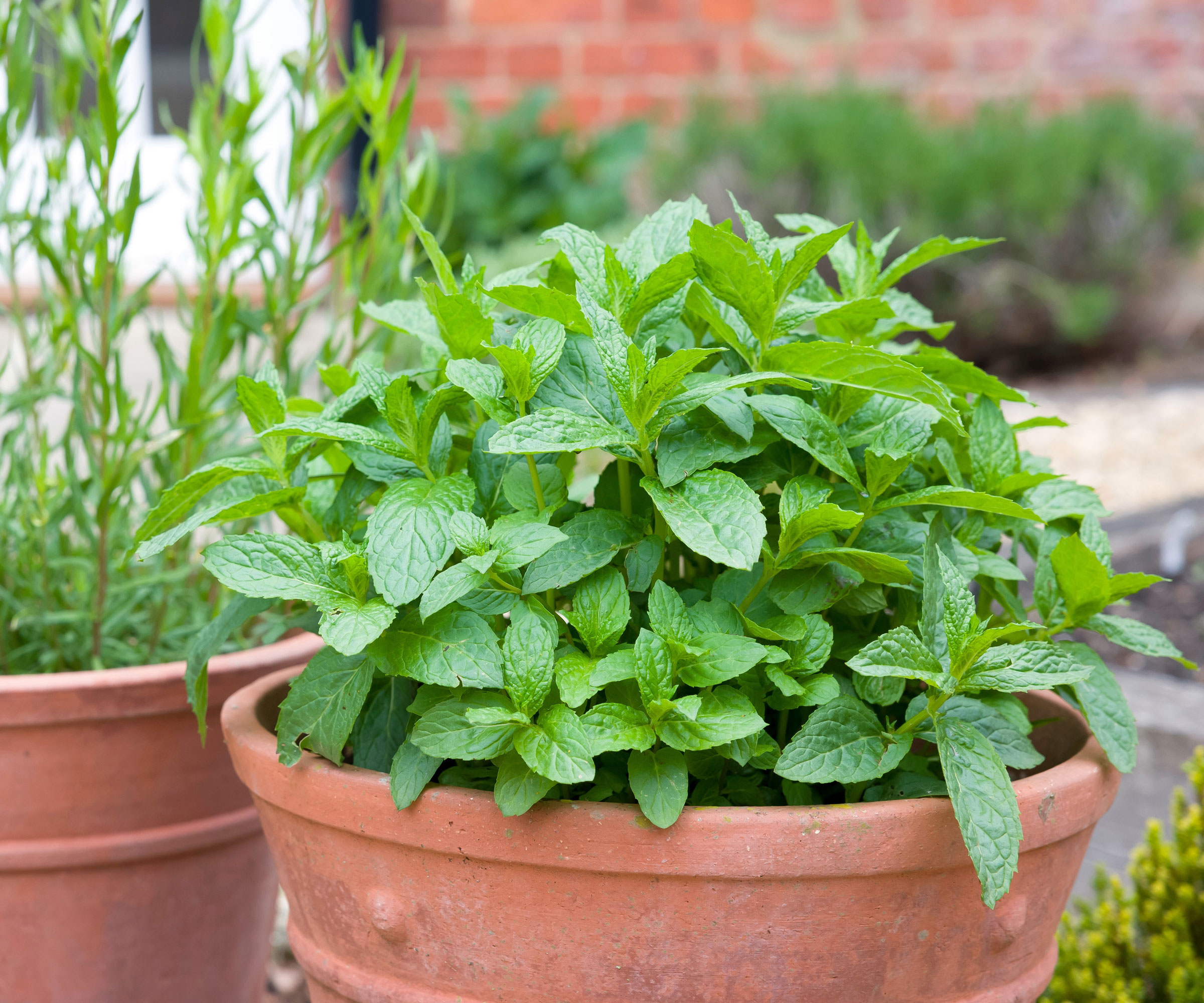 mint plant in terracotta pot on patio
