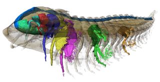 Vista lateral do Protolenus (Hupeolenus) sp.  Reconstrução 3D, renderizada com transparência e mostrando a segmentação do sistema digestivo (azul), o hipóstomo (verde), o lábio (vermelho) e apêndices selecionados.