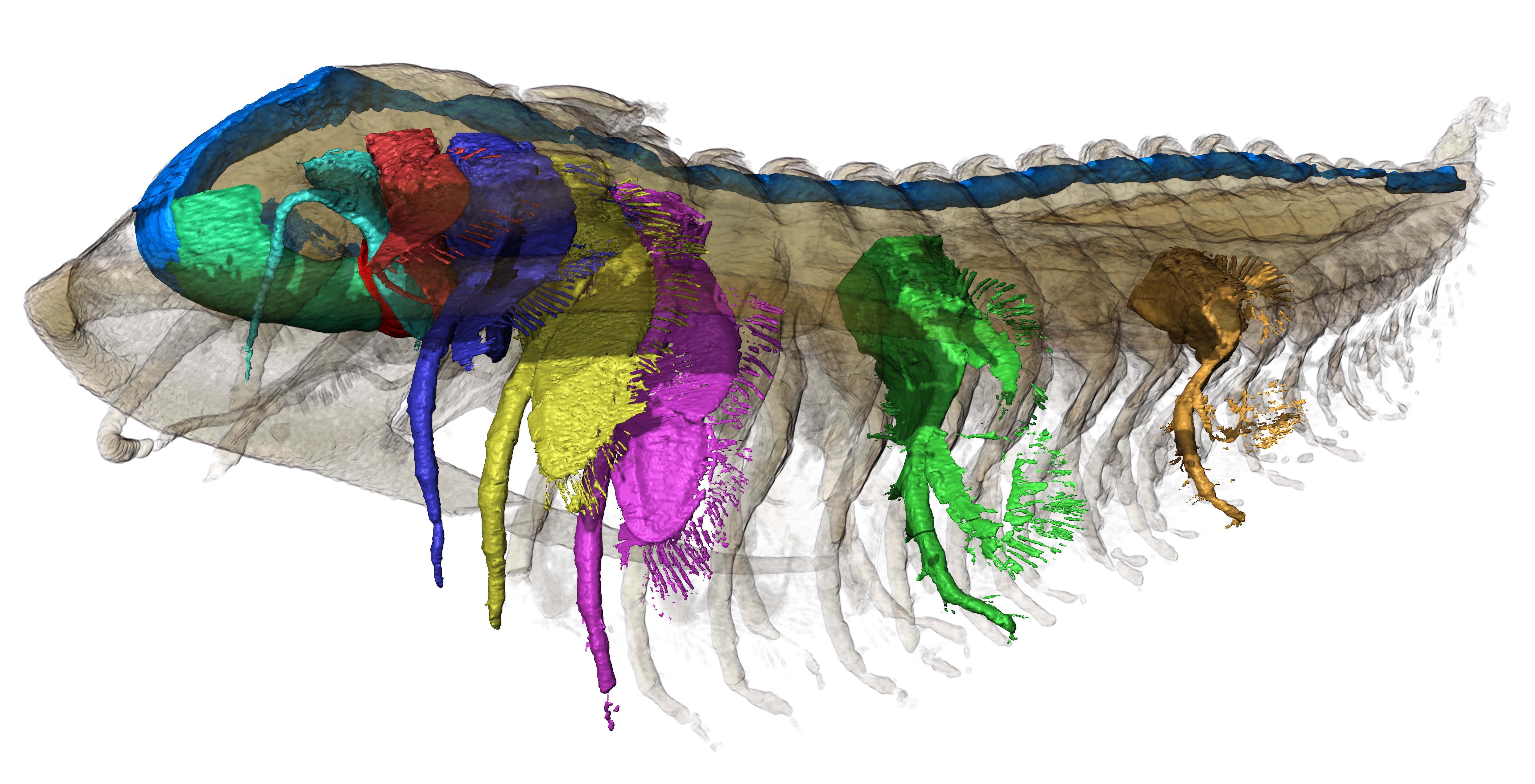 Vista lateral do Protolenus (Hupeolenus) sp.  Reconstrução 3D, renderizada com transparência e mostrando a segmentação do sistema digestivo (azul), o hipóstomo (verde), o lábio (vermelho) e apêndices selecionados.