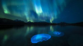 Moon jellyfish swim in a fjord illuminated by aurora borealis in Norway.