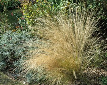 Types Of Ornamental Grass: 16 Varieties For Borders And Pots | Gardeningetc