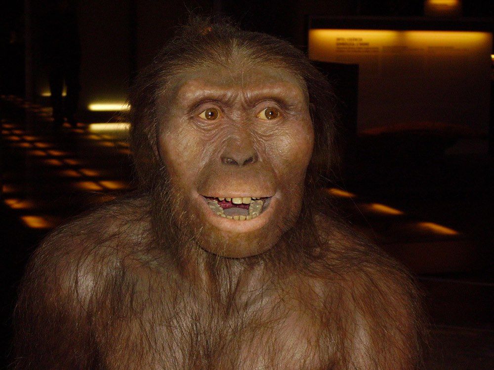 A reconstruction of &lt;em&gt;Australopithecus afarensis&lt;/em&gt;, the species to which Lucy belonged.