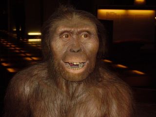 A reconstruction of <em>Australopithecus afarensis</em>, the species to which Lucy belonged.