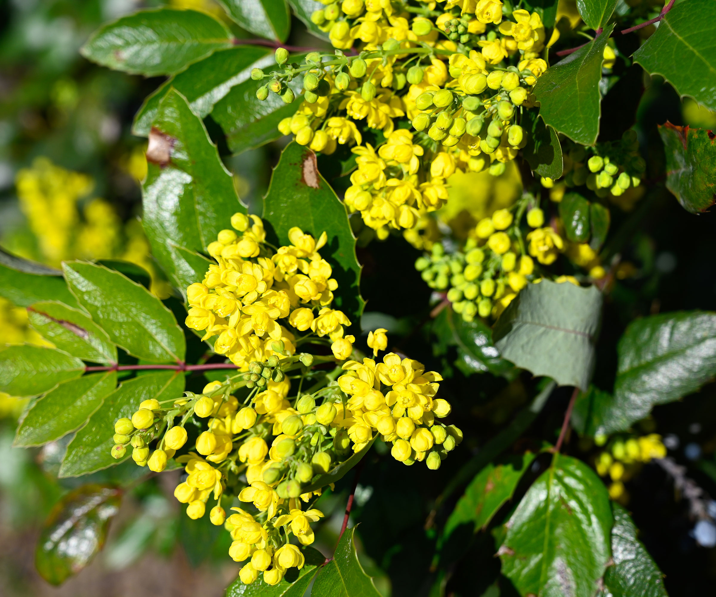 yellow Oregon grape (mahonia Barbers aquifolium) flowers and glossy evergreen leaves