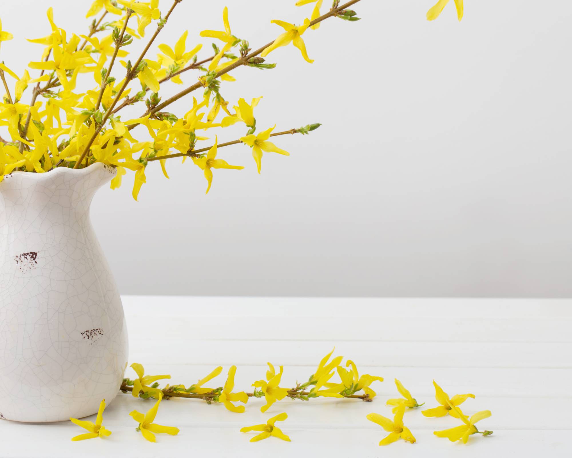 Forcing forsythia indoors
