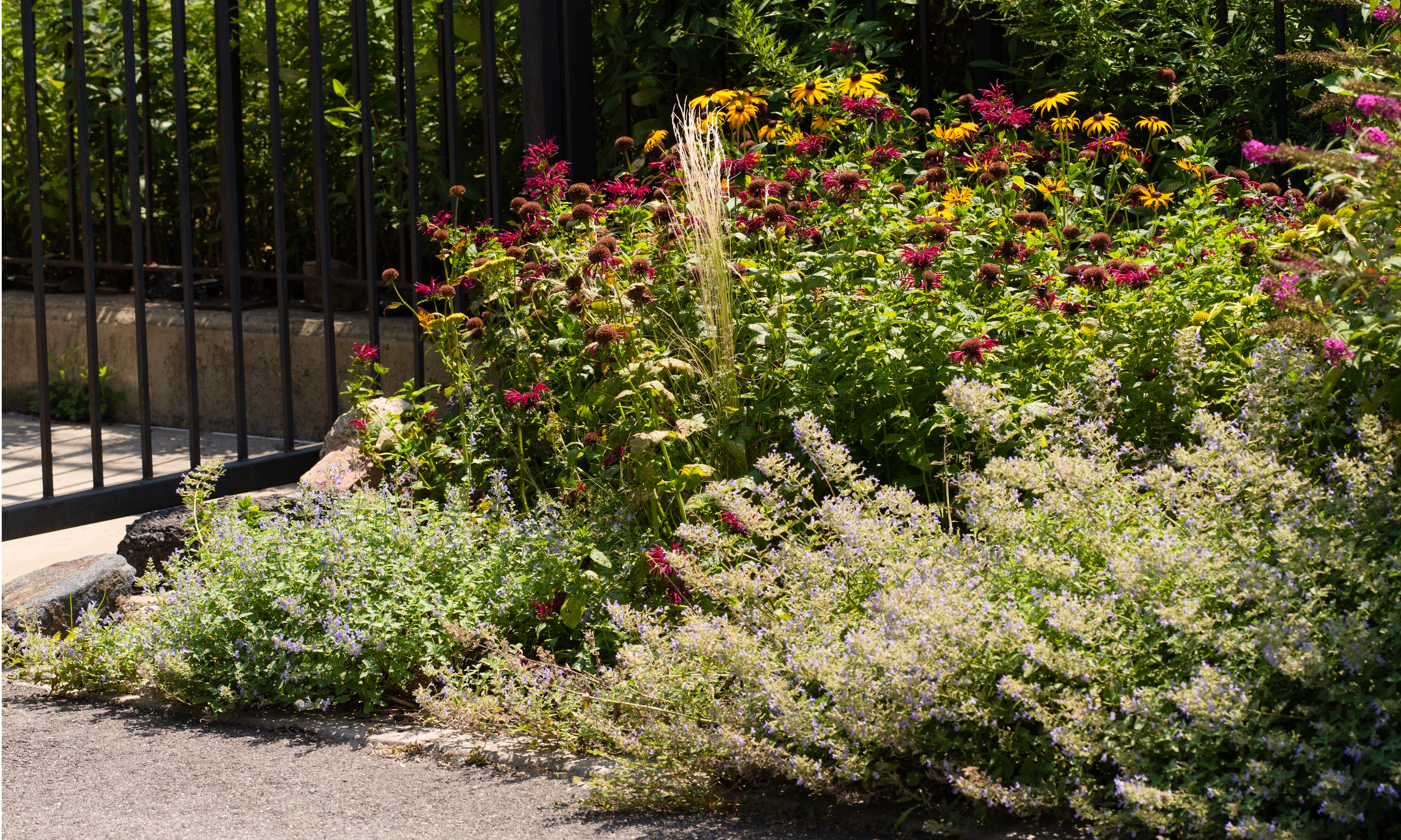 Laurie Blumenfeld's community garden, naturalistic garden border