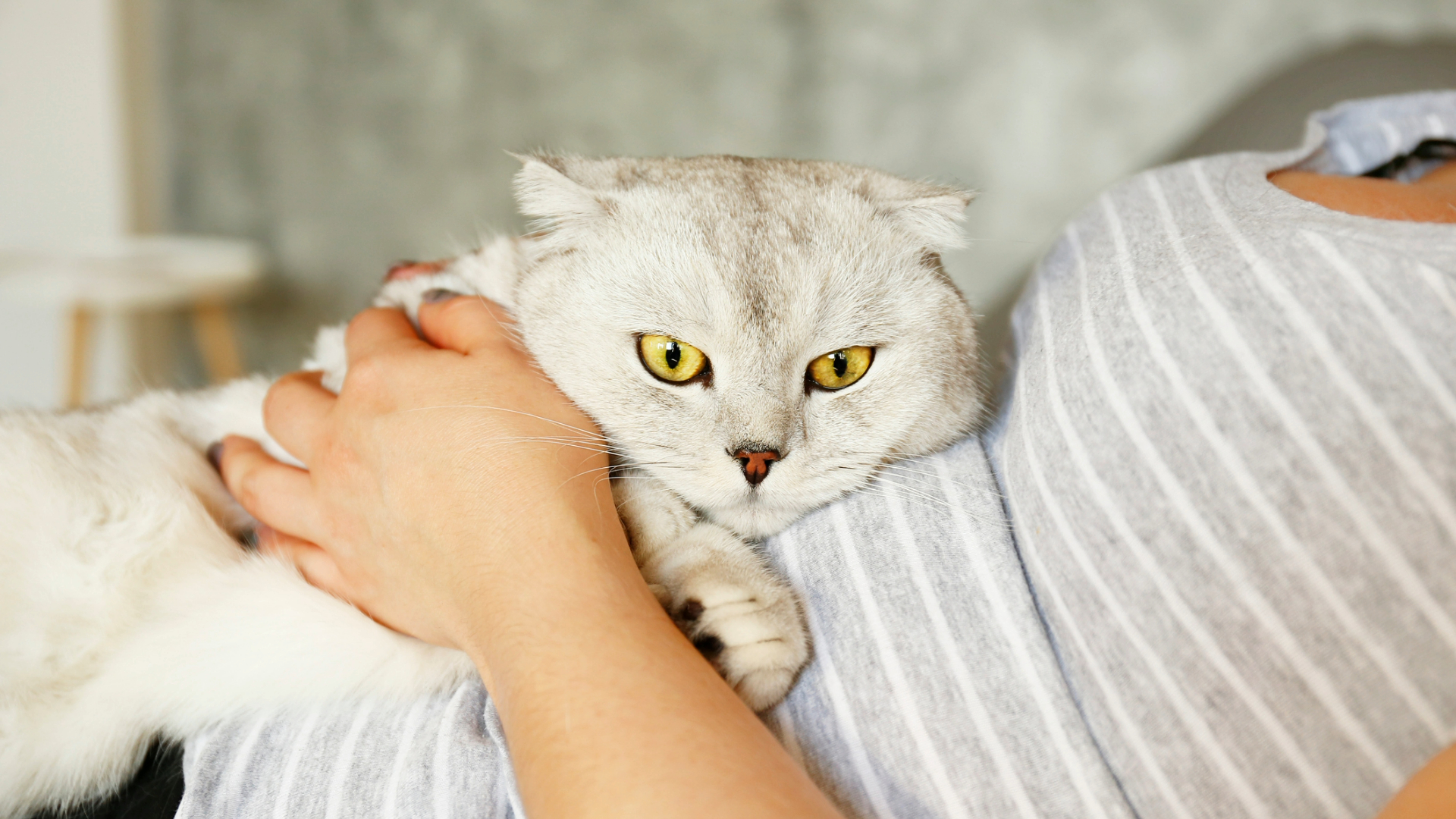 White cat lying on owner's chest