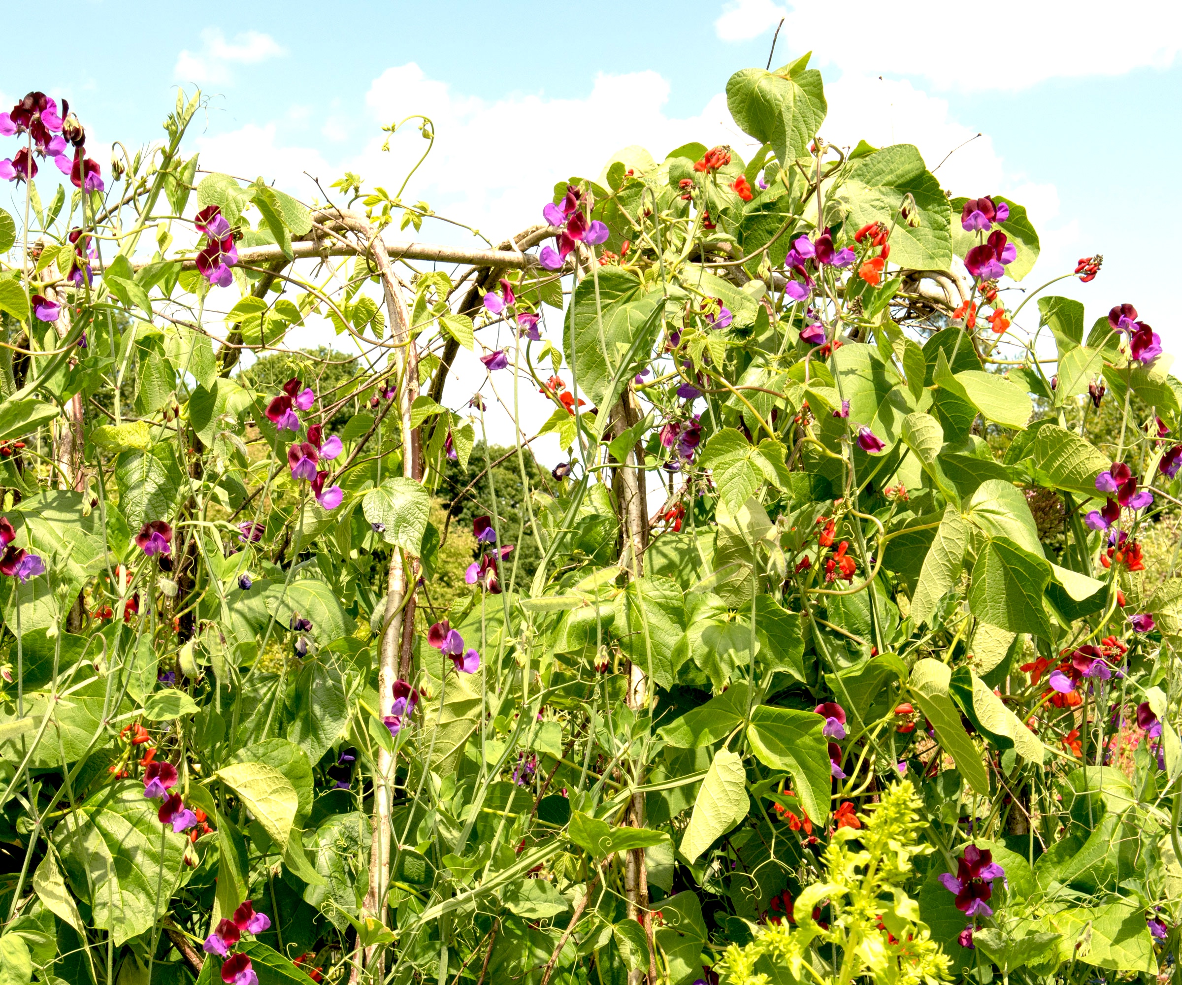 sweet peas and runner beans growing over arched garden supports