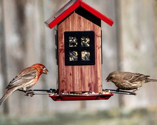 Wildlife garden with bird feeder