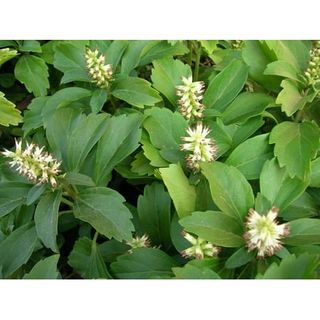 Groundcover Japanese Spurge