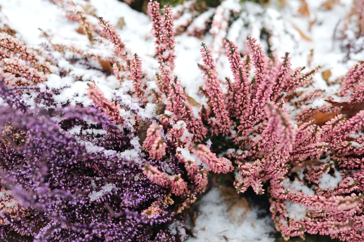 Gardens could improve mental health this winter, says Monty Don ...