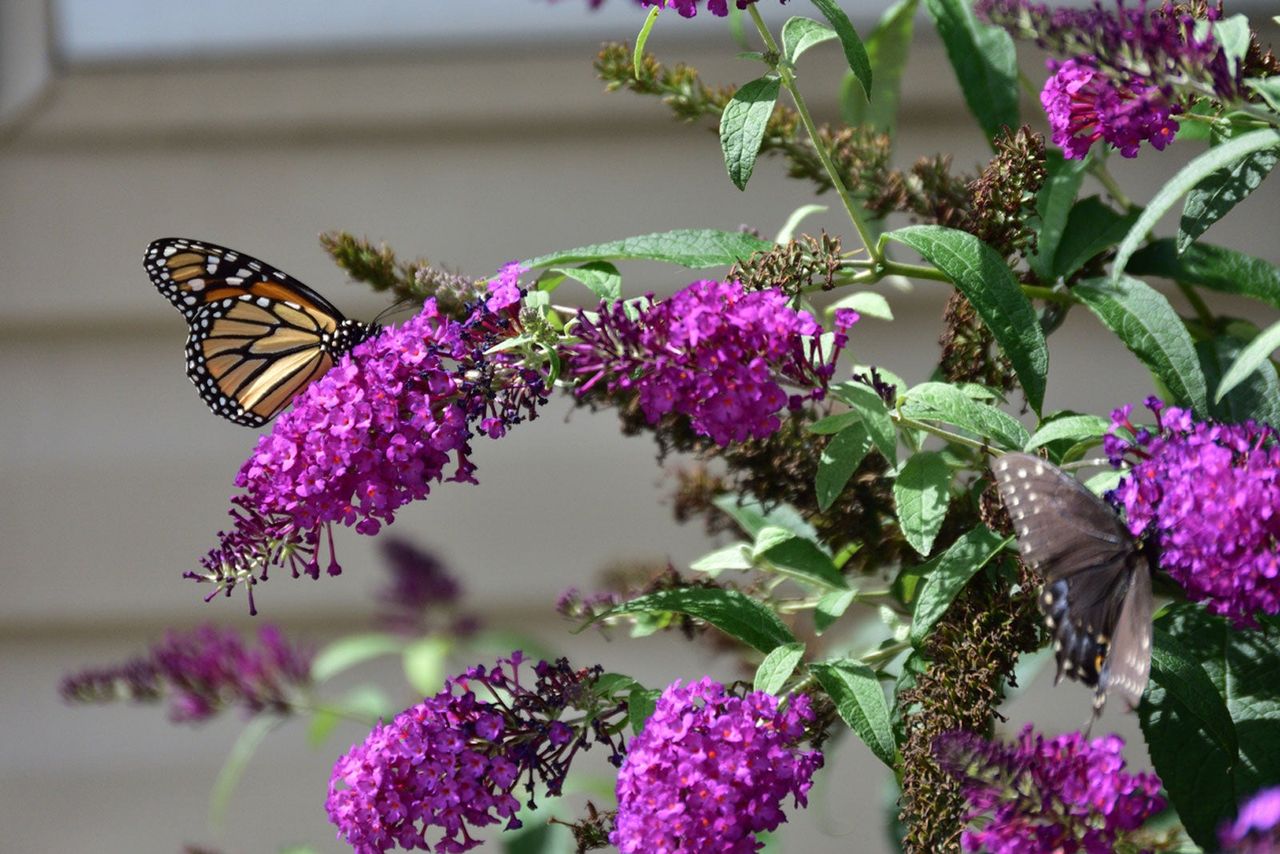 Butterfly On Butterfly Bush