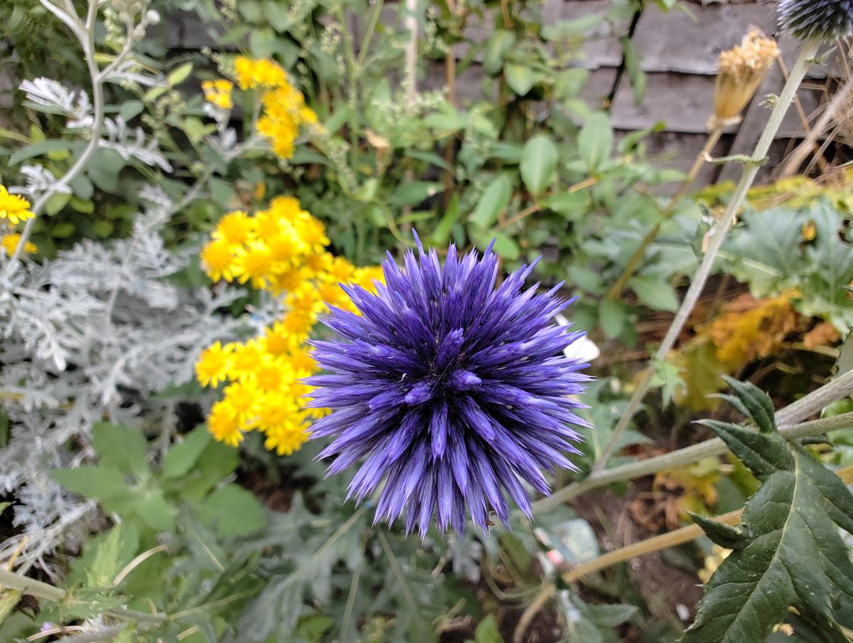 Nothing Phone 1 camera sample UW flowers Macro mode