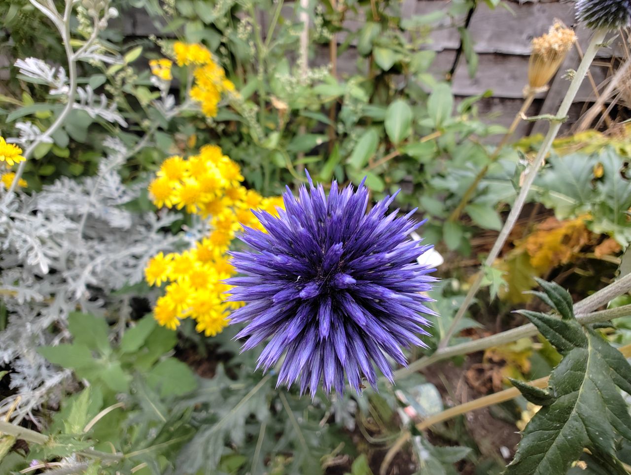 Nothing Phone 1 camera sample UW flowers Macro mode