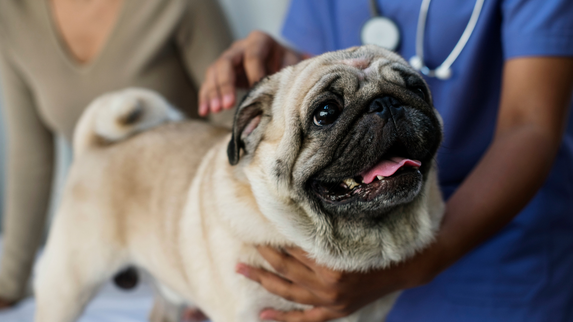 A pug visiting the vets