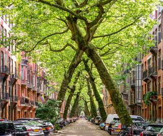 Trees leaning into each other on a city street