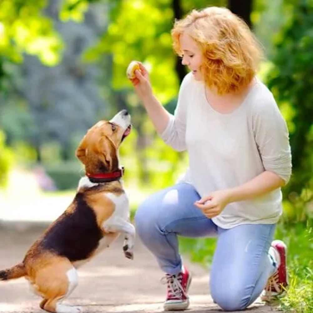 A woman crouched down giving a treat to a beagle up on its hind legs